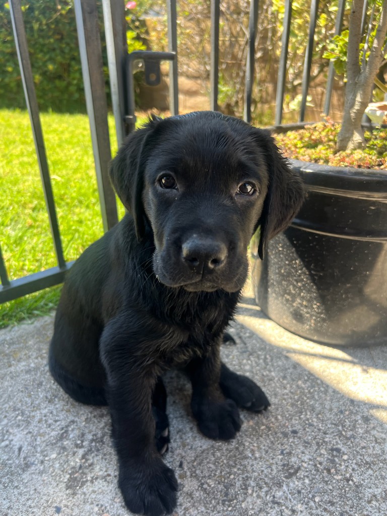 Pepper, a 11-week-old black Labrador puppy, sitting on a patio